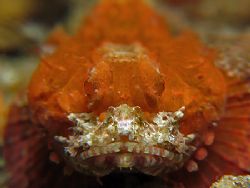 Orange That Sting! Taken In Anilao, With Canon G7. by Edvin Eng 